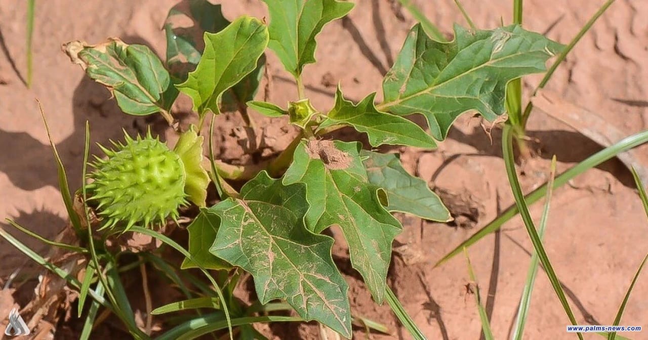 الزراعة تشكل فرقاً أمنية للحدّ من انتشار نبتة (الداتورا) المخدرة